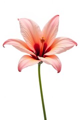 Fototapeta premium pink lily isolated on white background