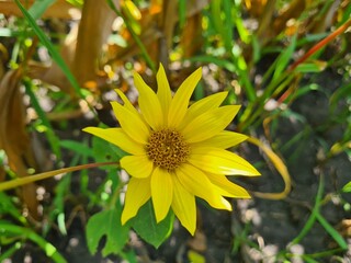 Small Sunflower Blooming in Nature
