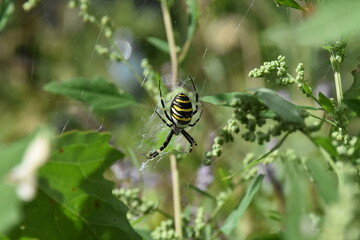 Spider Crawling Through Garden Leaves