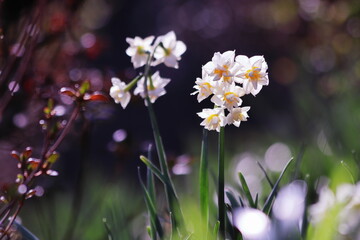 美しい背景と水仙の花