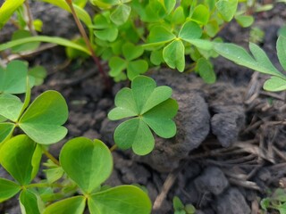 Lucky Cleaver Herb Growing in Nature