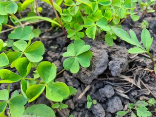 Lucky Cleaver Herb Growing in Nature