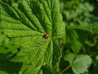 Ladybug Resting on a Green Leaf