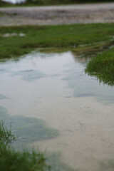 Tranquil puddles reflecting greenery in a natural setting during a cloudy day