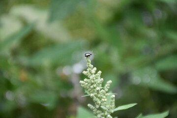 Closeup of Bug in Nature