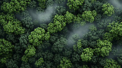 Aerial view of fog rolling over dark pine forest trees