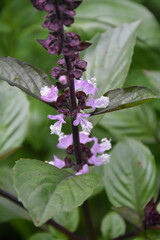 Blooming Basil Plant in the Garden