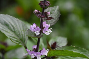 Blooming Basil Plant in the Garden