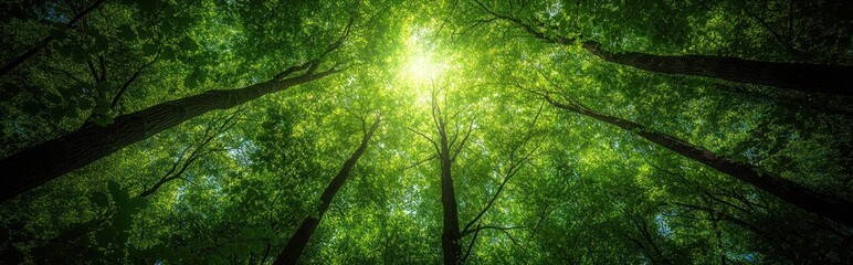 Obraz premium Sunbeams filtering through lush green forest canopy, viewed from below.