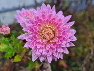 Obraz premium Vibrant Aster Blooms in Full Glory