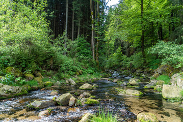 Fototapeta premium Verwunschener Bachlauf im Erzgebirge