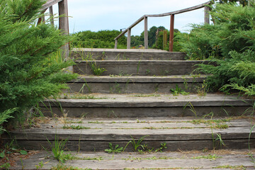 Wooden railings and steps of an old bridge surrounded by juniper bushes
