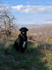 labrador retriever