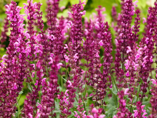 Salvia nemorosa 'Pink Friesland'