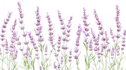 Naklejka premium Lavender flowers isolated on white background.