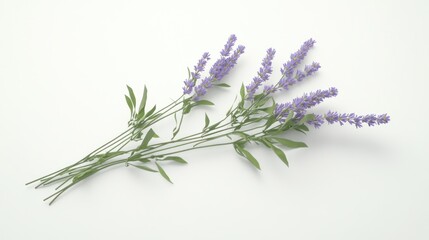 Naklejka premium Lavender sprigs on white background.