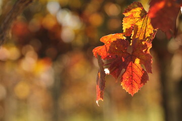 foglie di vite in un vigneto in autunno