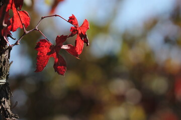 foglie di vite in un vigneto in autunno