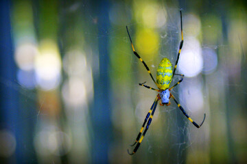 A brightly colored spider with yellow and black stripes hangs on its delicate web, set against a soft, blurred background of green and blue hues.