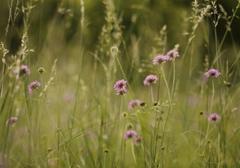 fiori di scabiosa in un campo in estate