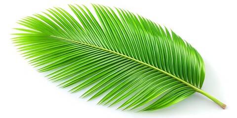 Obraz premium 3D Render: Aerial Coconut Leaf - Lush Green Tropical Plant on White Background