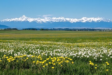 Obraz premium A beautiful field of flowers, with snow-capped mountains in the distance, high definition photography