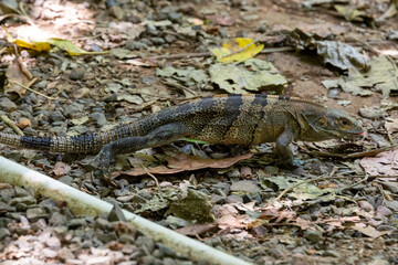 black iguana crossing with a red mouth ans red tongue in costa rica
