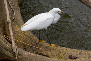 white snowy egret hunting at Tarcoles river in costa rica