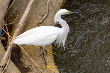 white snowy egret with long neck hunting at Tarcoles river in costa rica