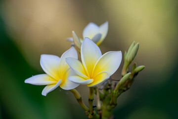 close-up of a white and yellow orchid in dominical costa rica