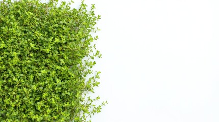 Obraz premium Lush green foliage on white background.
