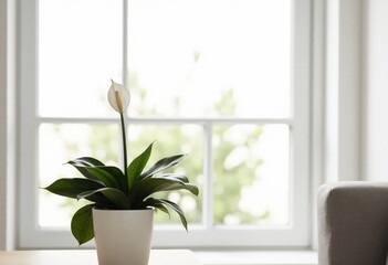 Fototapeta premium flower in a vase