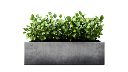 Minimalist gray concrete planter housing a lush green jade plant, combining industrial style with...