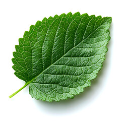 Obraz premium Single green leaf isolated on white background. (4)