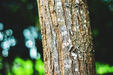 energy: By reducing the use of fossil fuels, fewer greenhouse gasses are released into the atmosphere.
Recycle: Recycling reduces waste and decreases the consumption of resources.Forests provide natur