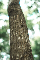 energy: By reducing the use of fossil fuels, fewer greenhouse gasses are released into the atmosphere.
Recycle: Recycling reduces waste and decreases the consumption of resources.Forests provide natur