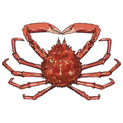 Hand drawing spider crab vector illustration 