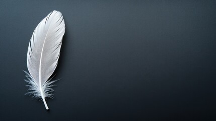 Single white feather on dark background with copy space.