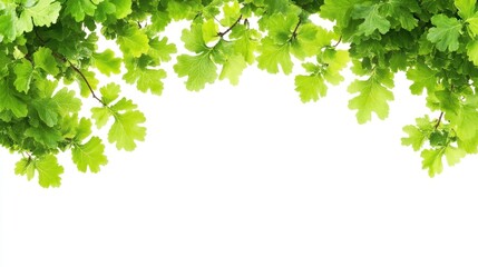 Lush green oak leaves border on white.