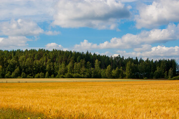 Scenic Finnish farmland bordered by majestic northern coniferous forest. The dramatic interplay of golden grain field and green woodland creates a classic Nordic rural vista