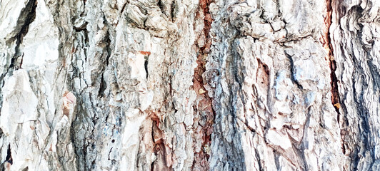 natural tree texture, live tree texture, living tree texture 