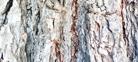 natural tree texture, live tree texture, living tree texture 