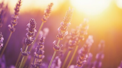 Sunset illuminates vibrant purple lavender flowers in a field.
