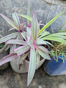 Show plant , nonflowering plant .