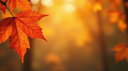 Fototapeta premium Autumnal Leaf in Golden Sunlight, a Nature Scene of Tranquil Beauty