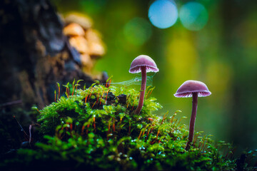 Magical red cabbage fungus in a magical thicker beech forest in daylight and a moody magical atmosphere