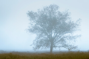 Large lone Tree with bare branches against cloudy sky, on gloomy foggy day