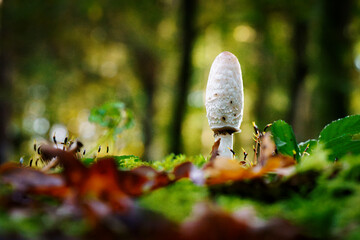 Ink fungi merging growing against blur autumn forest background with sunlight bokeh