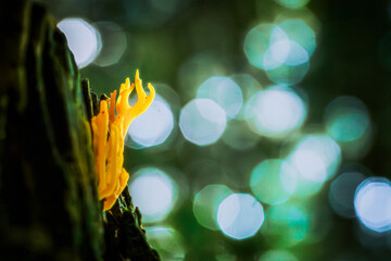 Yellow coral fungus in the forest. Yellow Hornling Moss