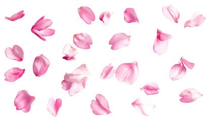 PNG Cherry blossom petals background delicate flower.